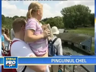 Faceti cunostinta cu pinguinul chel, dar cu costum de plaja!