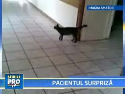 Ghici cine vine sa ia pranzul in spital!