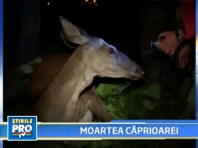 S-a trezit cu o caprioara de 120 de kilograme in parbrizul masinii!