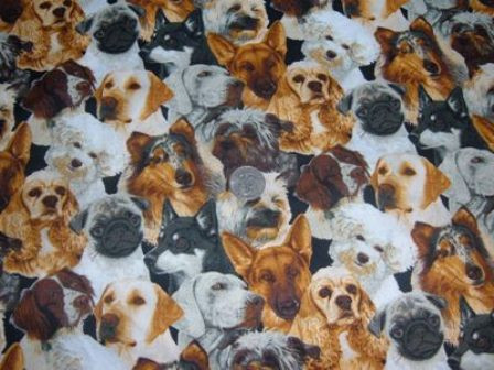 12 catei, vedetele celui mai nou videoclip al trupei OK Go