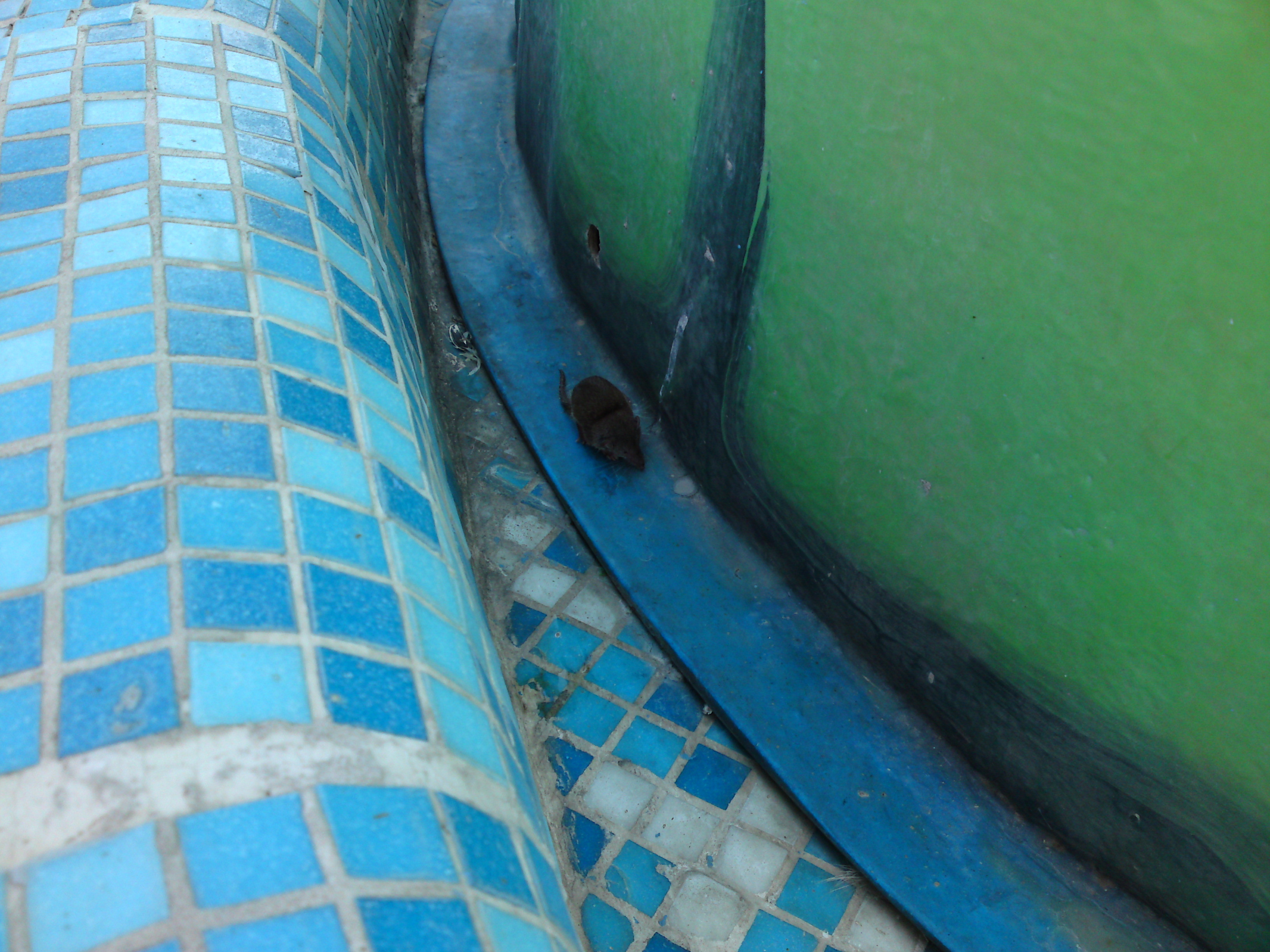 Soarecii fac baie cu copiii, intr-un strand din Bucuresti!