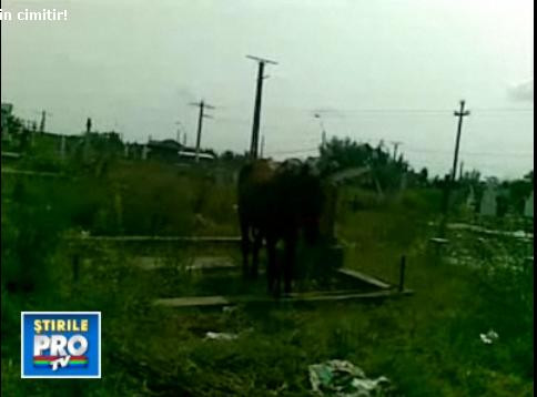 La pascut, in cimitir!