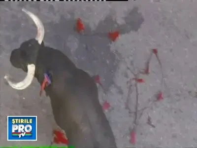 IMAGINI SOCANTE! Luat in coarne si calcat in picioare de un taur!