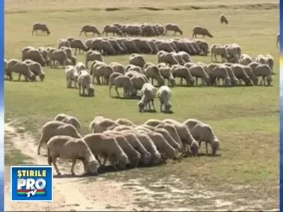 In Romania a fost descoperita transhumanta fictiva!