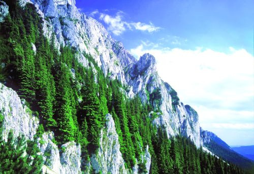 S-au ratacit in padure si si-au petrecut noaptea in copac!