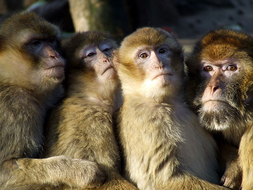 In pat cu maimuta! Iese cu bataie pentru un loc de dormit!