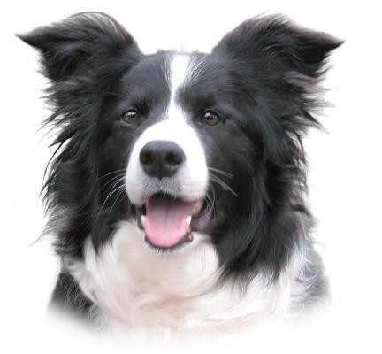 Cainele vedeta: face piruete. Numai langa masini