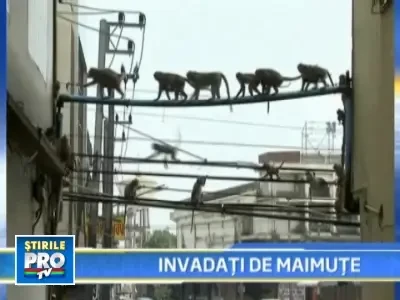 Invazia maimutelor intr-un orasel din Thailanda!
