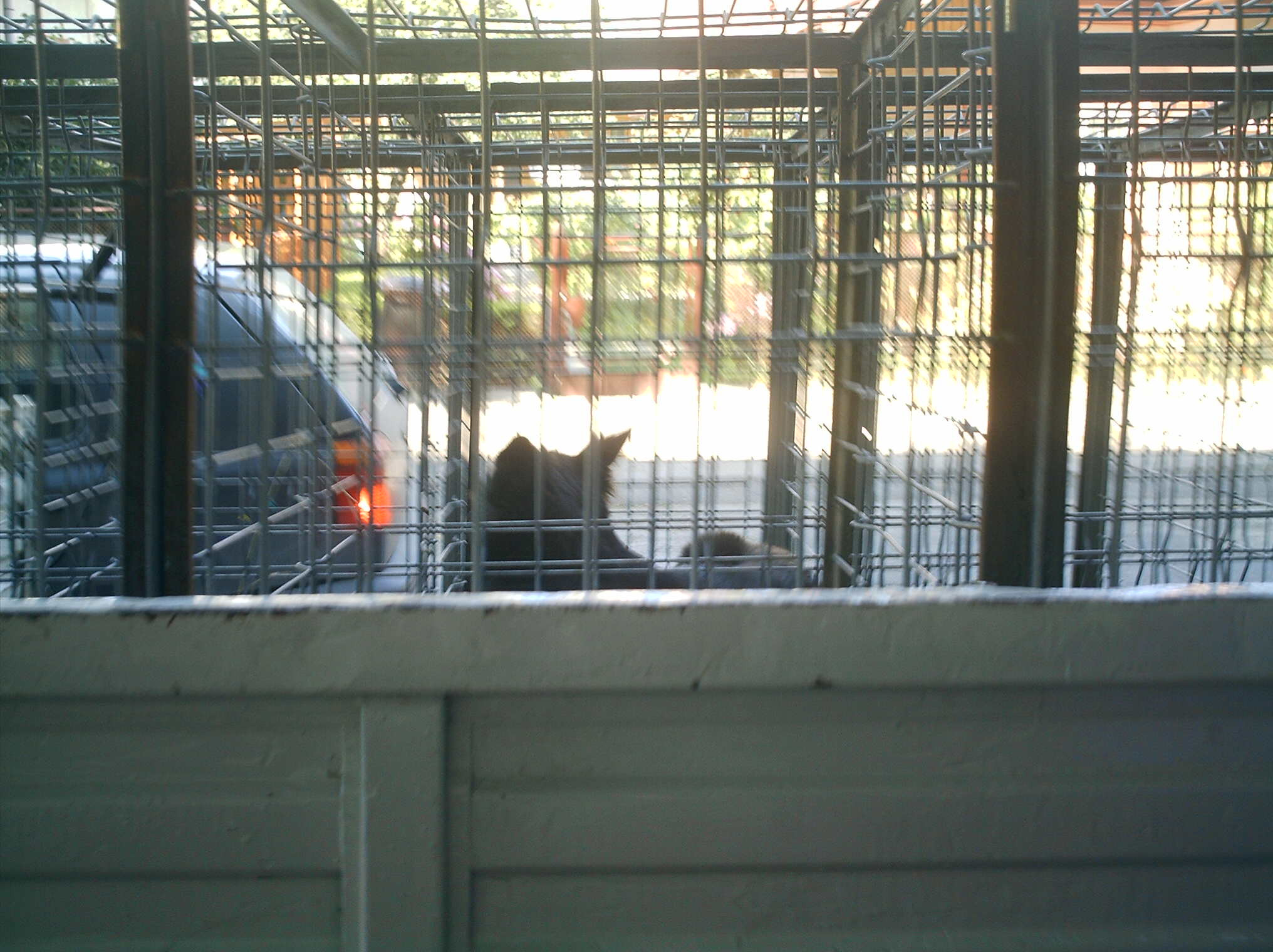 Gest inuman! Caini sterilizati si lasati sa moara de frig!