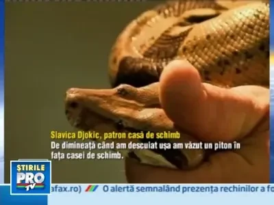 Cand stii ca e criza mare? Atunci cand pana si pitonii fac coada la banca!