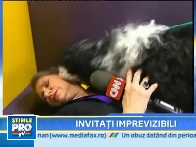 Prezentatoare TV, linsa de un pitbull! Din cap pana-n picioare!