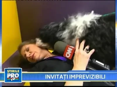 Prezentatoare TV, linsa de un pitbull! Din cap pana-n picioare!