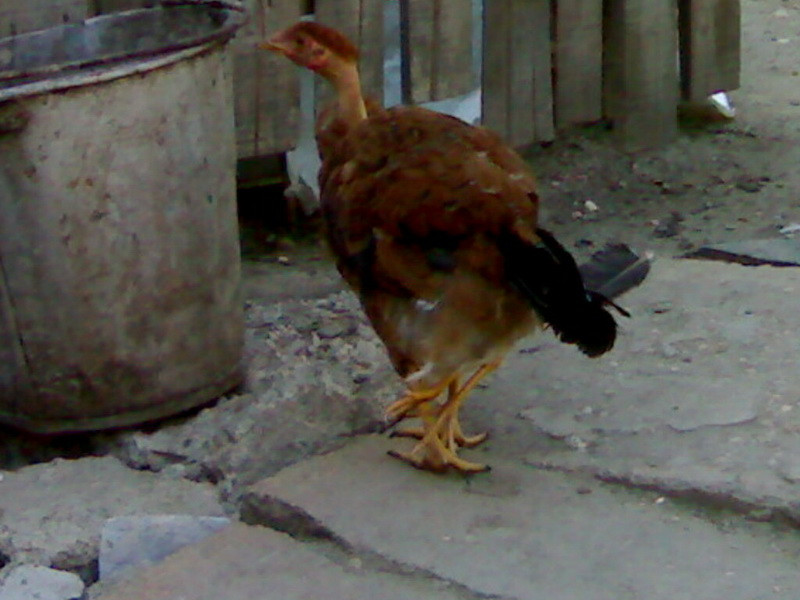 Lume, lume! Va prezentam gaina cu patru picioare!