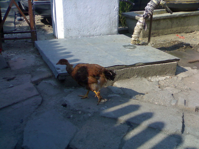 Gaina cu patru picioare