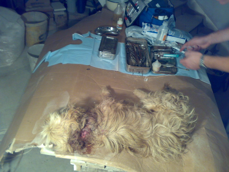 Practica-soc in Bistrita-Nasaud: caini rapiti si aruncati pitbullilor!