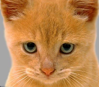 Motanelul plimbaret!A fost gasit de stapani la 2.000 de km distanta de casa