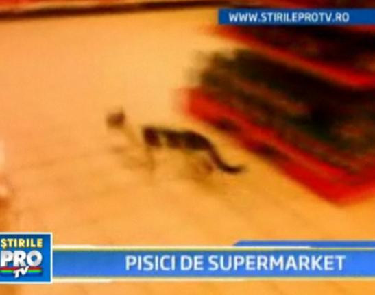 Un nou episod din serialul "Pisicile in supermarketurile din Bucuresti"