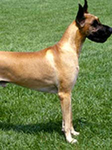 Un dog german din San Diego ar putea primi titlul de cel mai inalt caine!