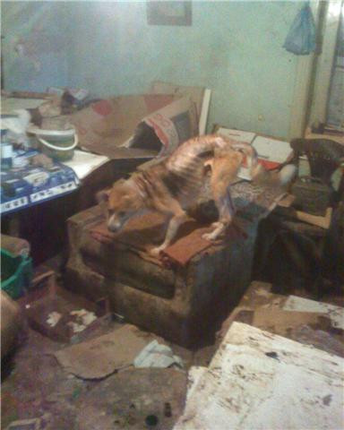 Caini chinuiti si lasati sa moara de foame in apartamentul unei femei!