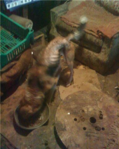 Cainii fara stapan i-au asmutit intre ei, pe senatori