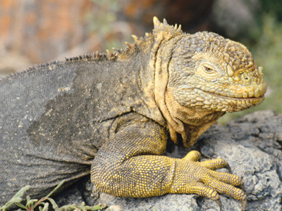Invazie de soparle intr-un parc din Thailanda!