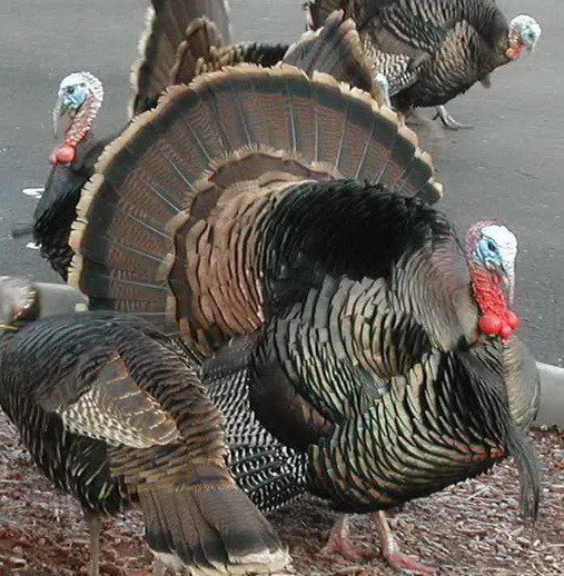 Curcani indopati cu kilograme de cocaina!