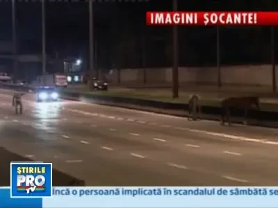 Accident infiorator: cal spulberat pe autostrada!