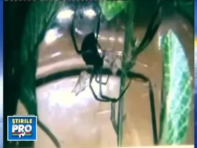 Vaduva neagra a bagat spaima in belgieni!