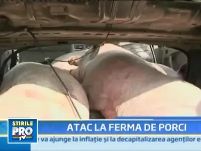 Prinsi cu porcii furati in masina! Trei godaci au murit incercand sa scape