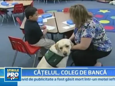 Remediul ideal impotriva emotiile primei zile de scoala: cateii terapeuti!