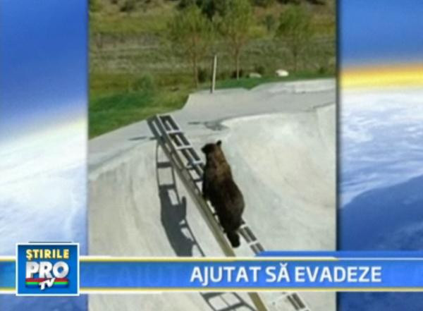 Cum ajuti un urs cazut intr-o pista de skateboard adanca de cativa metri?