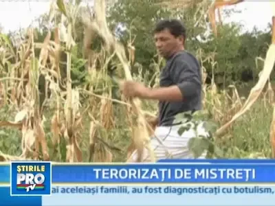 Mistretii au devastat recoltele din 10 comune vasluiene!