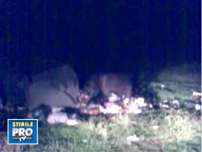 Ursii dau din nou navala la gunoaie!