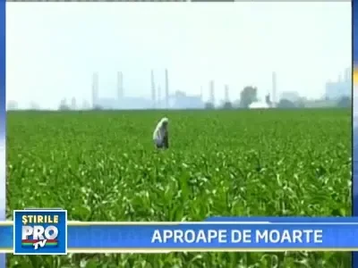 La un pas de moarte dupa ce a fost muscata de vaduva neagra!