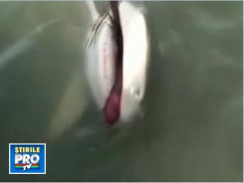 O.S.N - Obiect Sexual Neidentificat. Ce a luat rechinu-n gura?