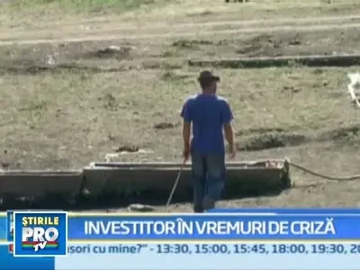 Criza, moment excelent pentru a investi intr-o ferma de vaci!