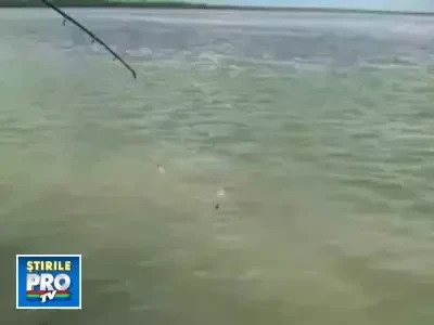 O.P.N - Obiect Plutitor Neidentificat. Ghici ciuperca ce-i!