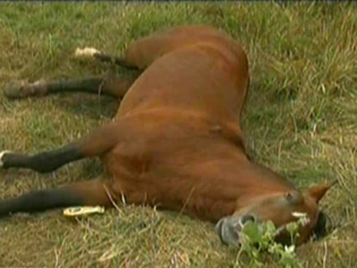 Cei 32 de cai infometati la o ferma din Fierbinti, confiscati de autoritati