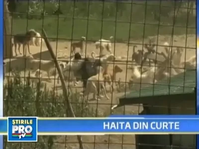 Zgomot infernal si miros insuportabil: 50 de caini tinuti intr-o curte!