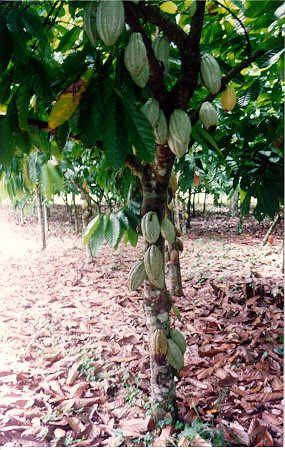 Extractul de cacao face minuni pentru piele!