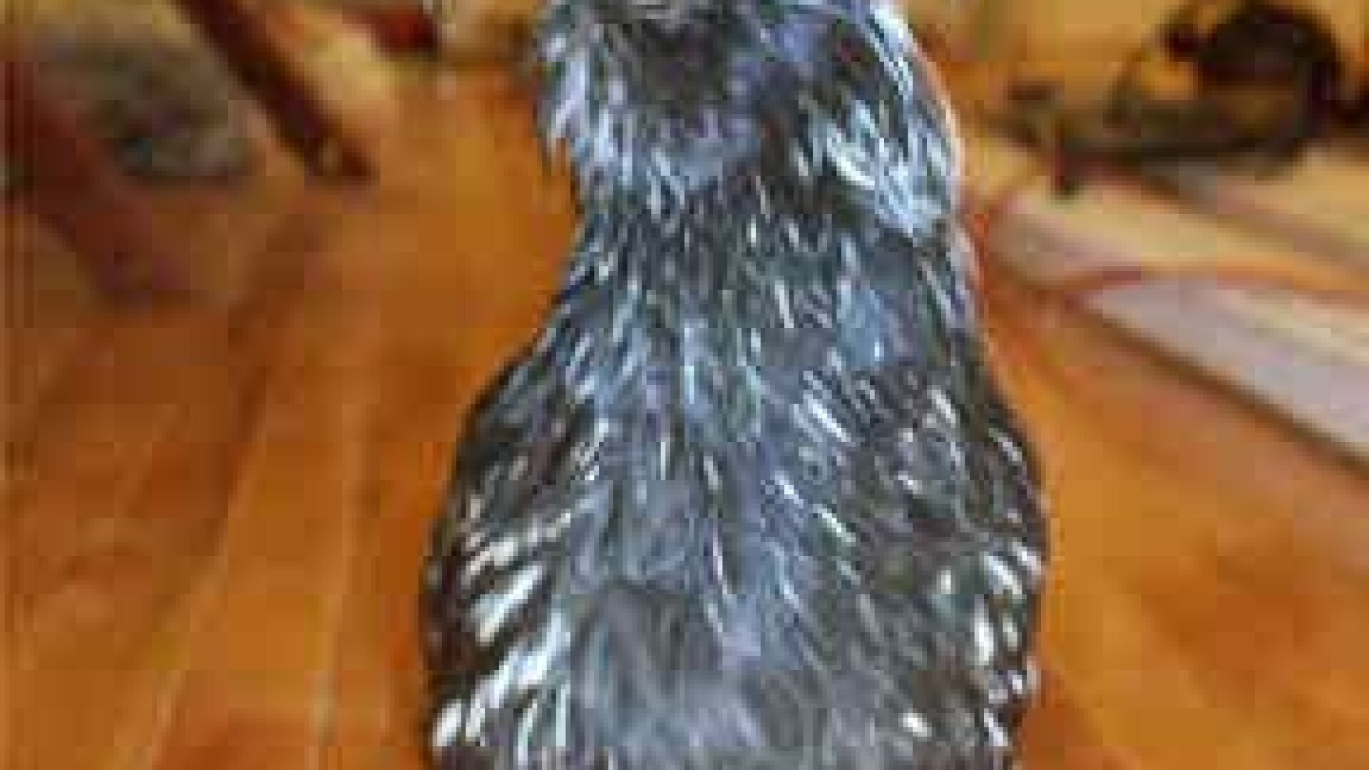 Poftiti la gaini de rasa! Una singura poate ajunge la 200 de euro