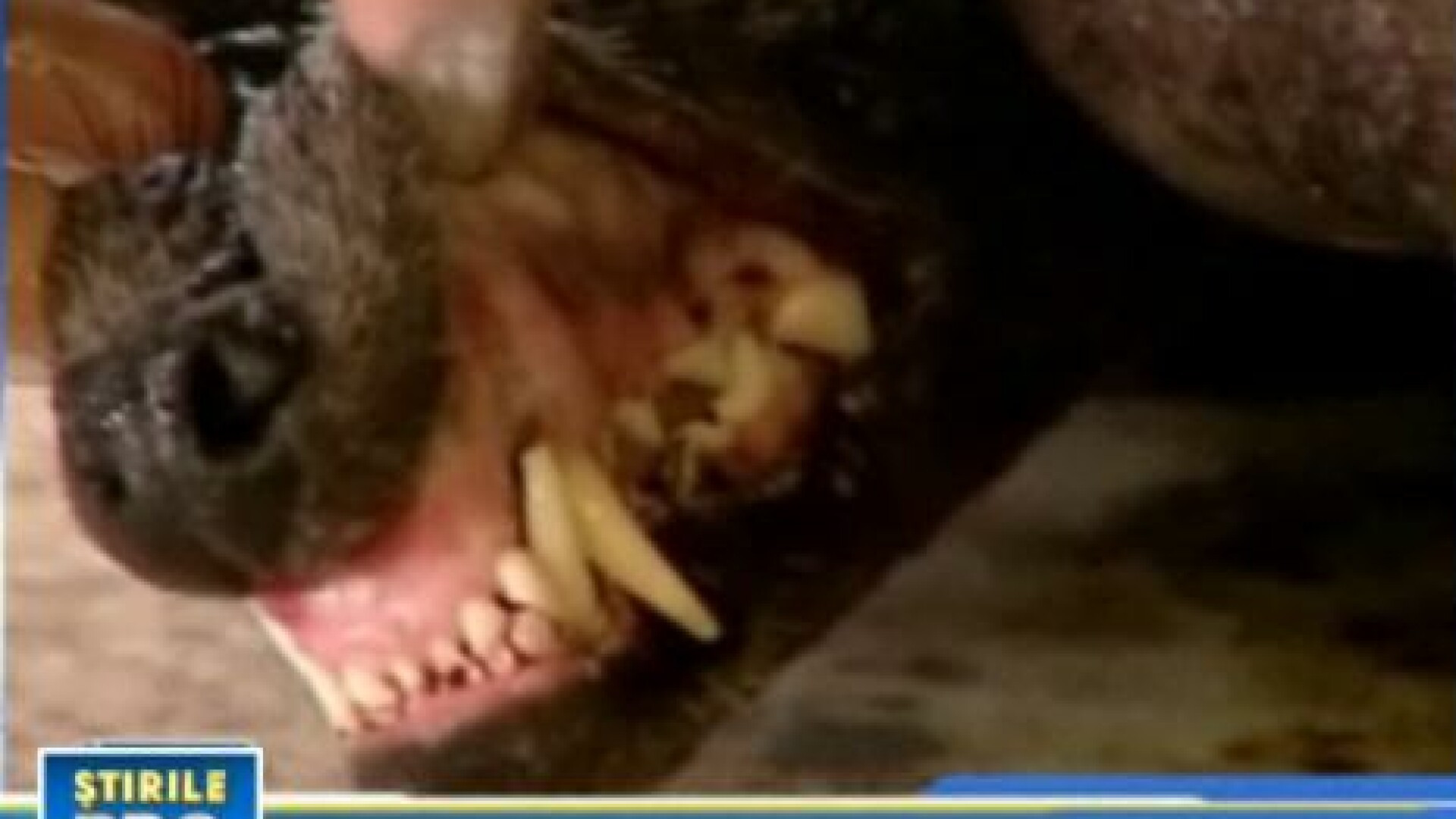 Chupacabra a fost gasita in Mexic?!