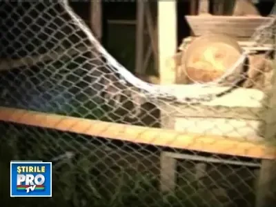 Doi ursi gunoieri "fac legea" intr-o comuna din Prahova!