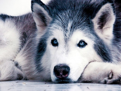 Afla aici cum sa alegi catelul potrivit pentru copilul tau!