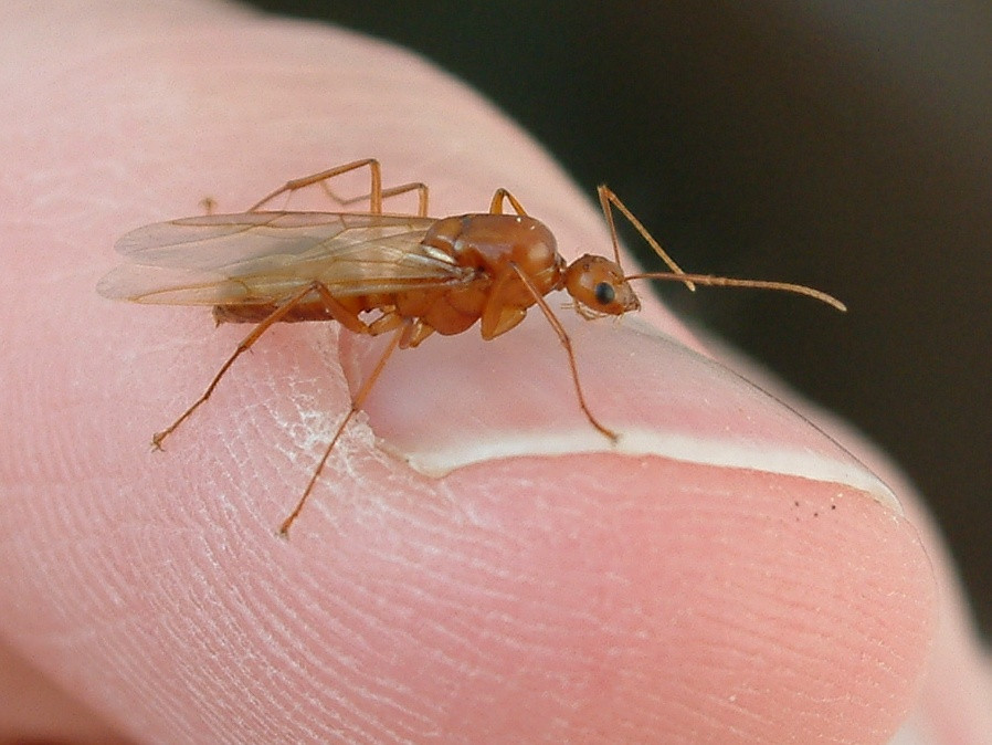 Invazie de furnici inaripate intr-o localitate din Prahova!