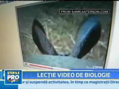 Uite cum arata viata vazuta prin ochii unui caine!