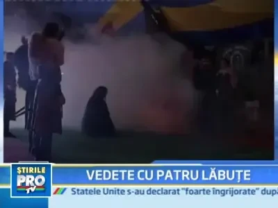 Cei mai frumosi caini, premiati la Targu Mures!