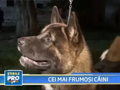 Cei mai frumosi caini, premiati la Targu Mures!