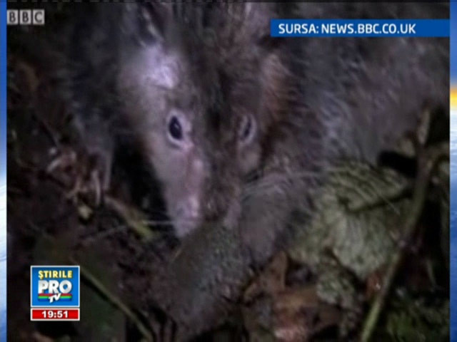 Sobolani mai mari decat pisicile, descoperiti in Papua Noua Guinee!