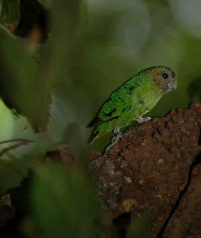 Un papagal care se lauda cu numai 9 cm!